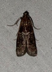 Euzophera ostricolorella