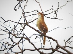 Tarphonomus certhioides