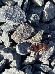 Pseudomethoca frigida