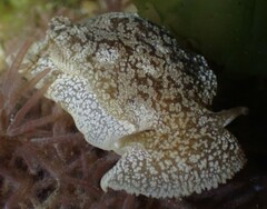 Pleurobranchaea maculata