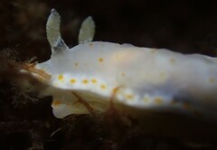 Goniobranchus epicurius