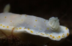 Goniobranchus epicurius