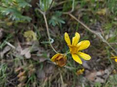 Ranunculus austro-oreganus
