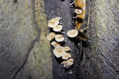 Marasmiellus