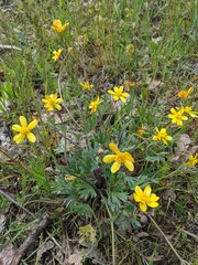 Ranunculus austro-oreganus