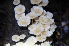 Marasmiellus