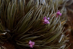 Tillandsia argentina