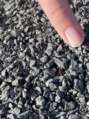 Pseudomethoca frigida