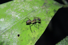 Camponotus ager