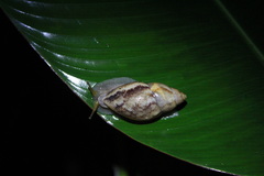 Plekocheilus glaber