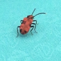Lemodes coccinea