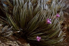 Tillandsia argentina