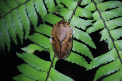 Blaberidae