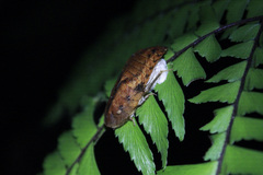 Blaberidae