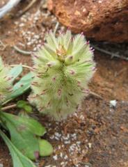 Ptilotus spathulatus