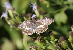 Chiomara georgina