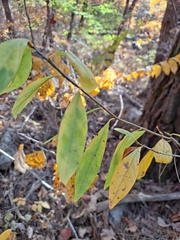 Lindera erythrocarpa