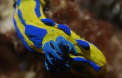 Tambja verconis