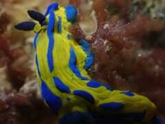 Tambja verconis