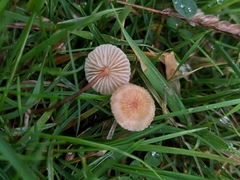 Crinipellis scabella