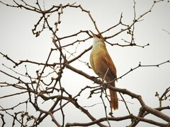 Tarphonomus certhioides