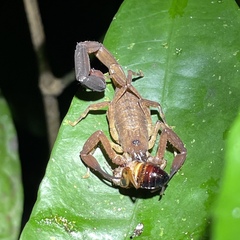 Tityus trinitatis