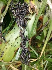 Xanthopastis moctezuma