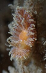 Caldukia affinis