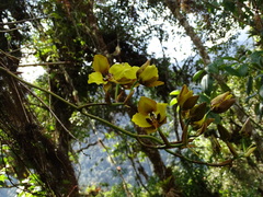 Cyrtochilum macranthum