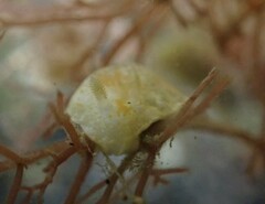 Chromodoris alternata