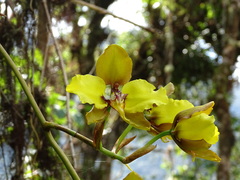 Cyrtochilum macranthum