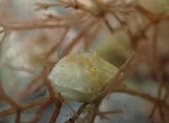 Chromodoris alternata