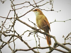 Tarphonomus certhioides