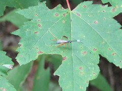 Polycyrtus neglectus