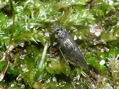 Psocinae
