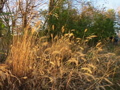 Elymus glabriflorus