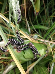 Xanthopastis moctezuma
