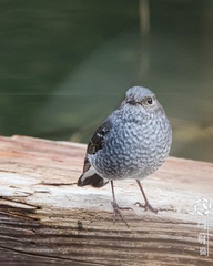 Phoenicurus fuliginosus