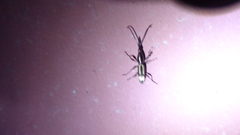 Brentinae