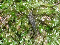 Psocinae