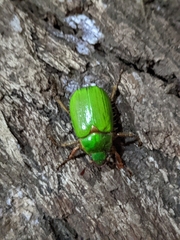 Brachysternus prasinus