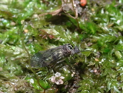 Psocinae