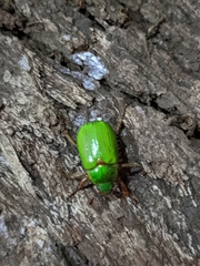 Brachysternus prasinus