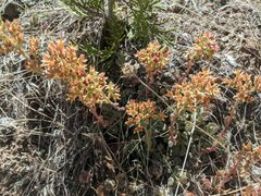 Sedum kiersteadiae