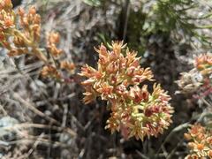 Sedum kiersteadiae