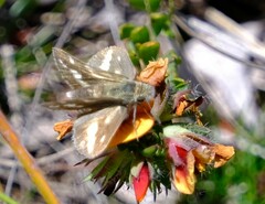 Taractrocera papyria