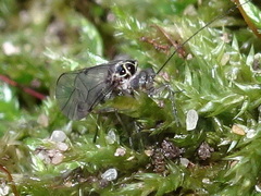 Psocinae
