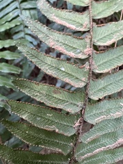 Microlepia hookeriana