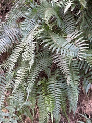 Microlepia hookeriana