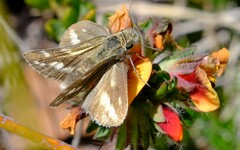 Taractrocera papyria